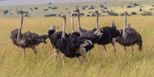 Ostriches