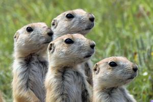 Black-tailed prairie dogs
