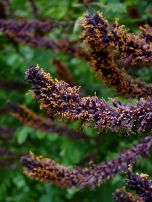 Amorpha fruticosa