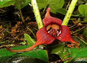 Asarum caudatum