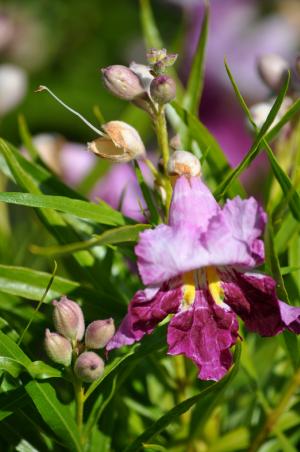 Desert willow