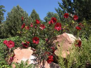 Rose mallow