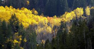 Aspen trees