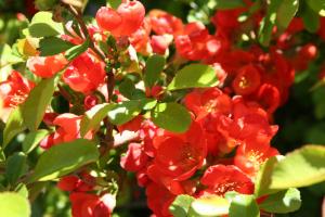 Chaenomeles japonica