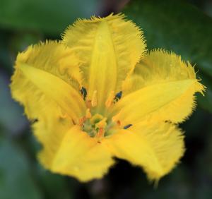 Nymphoides peltata