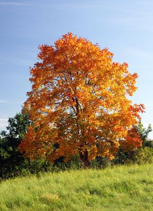 Norway maple