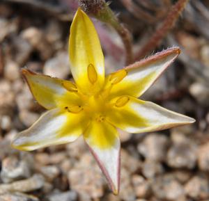 Hypoxis hemerocallidea