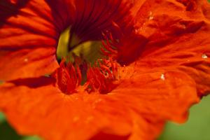 Garden nasturtium