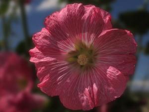 Alcea rosea