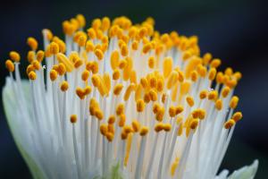 Haemanthus albiflos