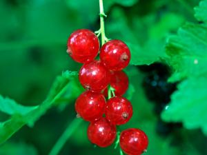 Redcurrant