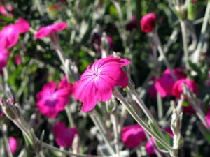 Rose campion