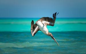 Pelecanus occidentalis occidentalis