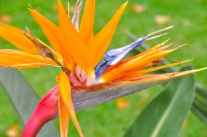 Bird of paradise flower