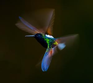 Hummingbirds