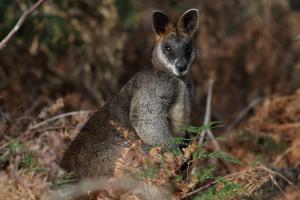 Swamp wallaby