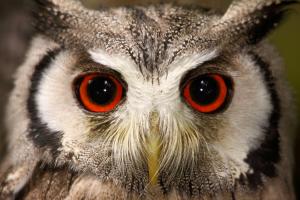 Northern white-faced owl