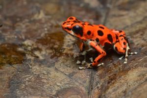 Strawberry poison-dart frog