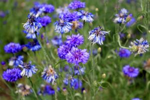 Centaurea