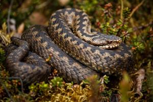 European viper