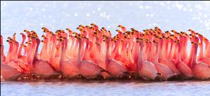 Flamencos