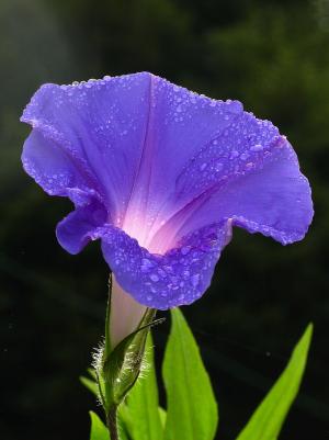 Picotee morning glory