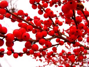 Winterberries