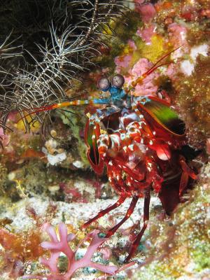 Mantis shrimp