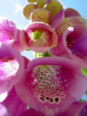 Purple foxglove