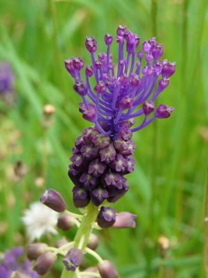 Tassel Hyacinth