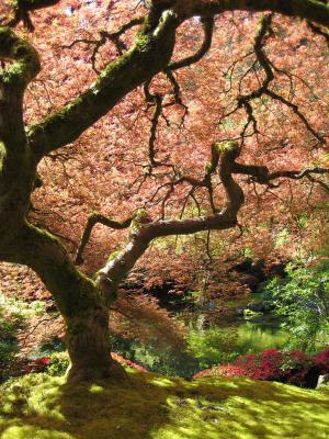 Japanese Maple