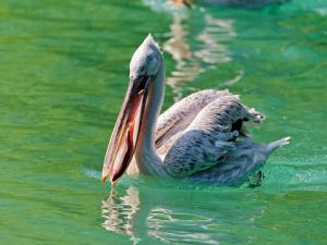 Pelican