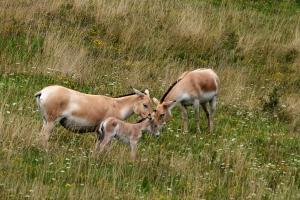 Persian onager