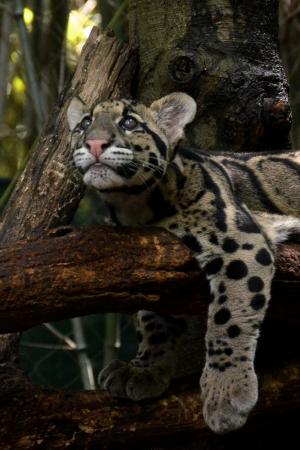 Clouded leopard