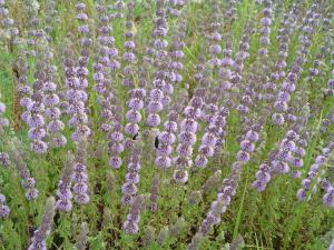 Menta poleo