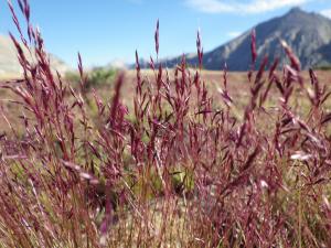 Calamagrostis breweri