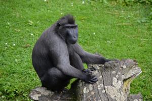 Macaco negro crestado