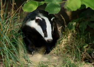 Badger