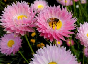 Pink Paper Daisy