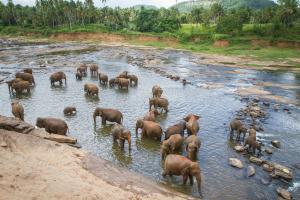 Indian elephants