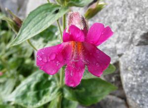 Mimulus lewisii