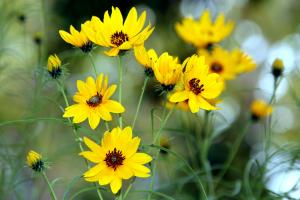 Willowleaf sunflower