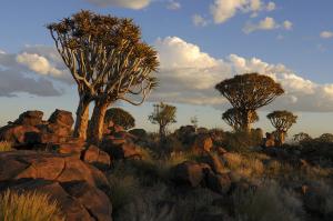 Aloe dichotoma