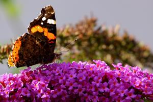 Red Admiral