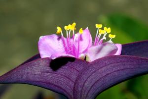 Spiderwort