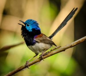 Variegated fairywren