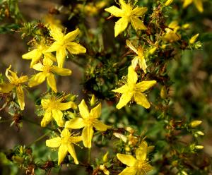 Common St John's wort