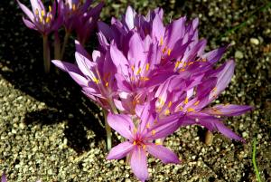 Autumn crocus