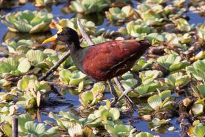 Northern jacana