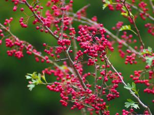 Hawthorn